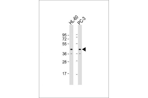 MRI1 antibody  (AA 108-141)