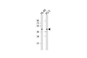 All lanes : Anti-MRI1 Antibody (Center) at 1:8000 dilution Lane 1: HL-60 whole cell lysate Lane 2: PC-3 whole cell lysate Lysates/proteins at 20 μg per lane.