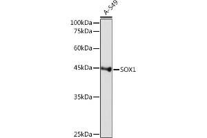 Western blot analysis of extracts of A-549 cells, using SOX1 Rabbit mAb (ABIN7270565) at 1:1000 dilution. (SOX1 antibody)
