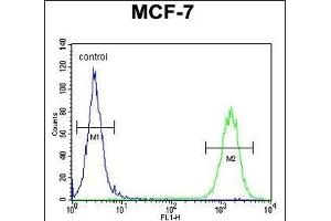 CTDSPL2 Antibody (N-term) (ABIN654892 and ABIN2844542) flow cytometric analysis of MCF-7 cells (right histogram) compared to a negative control cell (left histogram). (CTDSPL2 antibody  (N-Term))