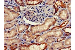 Immunohistochemistry of paraffin-embedded human kidney tissue using ABIN7152763 at dilution of 1:100 (FGG antibody  (AA 278-437))