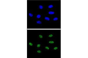 Confocal immunofluorescent analysis of PIN1 Antibody (Center) (ABIN652906 and ABIN2842584) with 293 cell followed by Alexa Fluor® 488-conjugated goat anti-rabbit lgG (green). (PIN1 antibody  (AA 30-56))