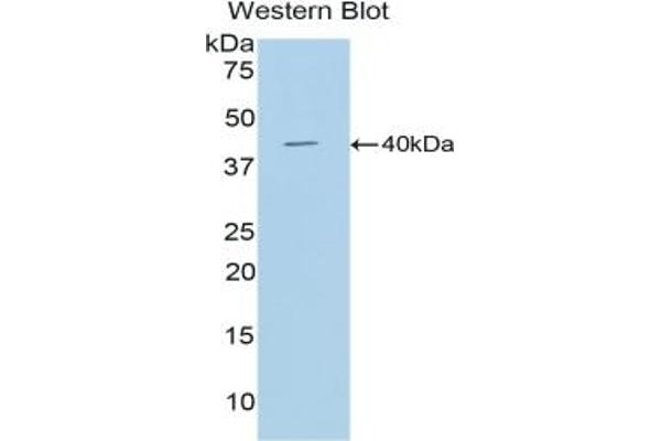 Cathepsin D antibody  (AA 66-410)