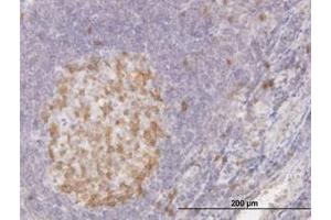 Image no. 1 for anti-Cyclin-Dependent Kinase 1 (CDK1) (AA 211-298) antibody (ABIN598557) (CDK1 antibody  (AA 211-298))