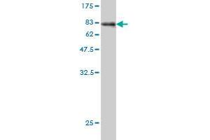 Western Blot detection against Immunogen (78. (AKT1 antibody  (AA 1-480))