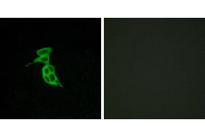 Peptide - +Immunofluorescence analysis of LOVO cells, using GPR143 antibody. (GPR143 antibody  (Internal Region))