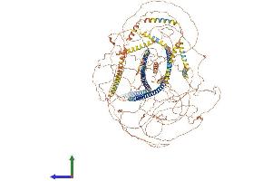 AlphaFold protein structure predicition of Human Recombinant NES Protein, UniprotID P48681 (Nestin Protein (NES) (AA 1-1621) (His tag))