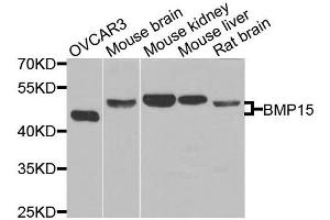 Western blot analysis of extracts of various cells, using BMP15 antibody.
