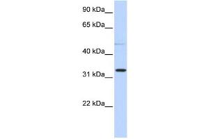 Western Blotting (WB) image for anti-Sialidase 4 (NEU4) antibody (ABIN2459537) (Sialidase 4 antibody)