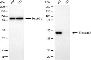 Western blotting analysis using enolase 2 antibody (ABIN7798450).