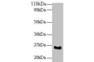 Western blot All lanes: SRSF9 antibody at 2 μg/mL + Mouse kidney tissue Secondary Goat polyclonal to rabbit IgG at 1/10000 dilution Predicted band size: 26 kDa Observed band size: 26 kDa (SFRS9 antibody  (AA 1-221))