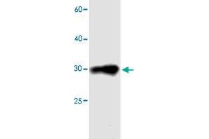Western blot analysis in MDH1 recombinant protein with CDCA4 monoclonal antibody, clone 04sd  at 1 : 1000 dilution.