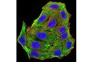 Immunofluorescence analysis of Hela cells using RBFOX3 mouse mAb (green). (NeuN antibody  (AA 1-140))