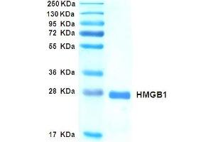 High Mobility Group Box 1 (HMGB1) (Terminally oxidized) (Inactive) protein