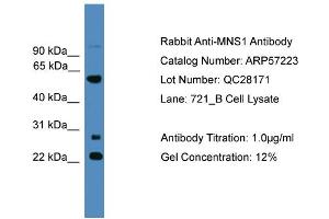 WB Suggested Anti-MNS1  Antibody Titration: 0.