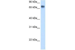 WB Suggested Anti-LSR Antibody Titration:  0. (LSR antibody  (C-Term))