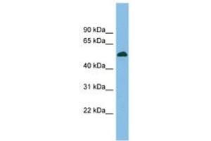 Image no. 1 for anti-CUGBP, Elav-Like Family Member 5 (CELF5) (AA 359-408) antibody (ABIN6744700) (CELF5 antibody  (AA 359-408))