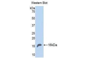 Western Blotting (WB) image for anti-Myostatin (MSTN) (AA 267-376) antibody (ABIN1174892)