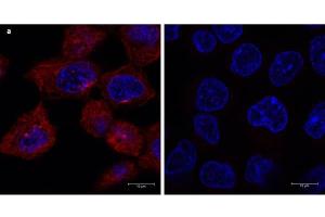 Immunofluorescence microscopy using 680-conjugated Fluorescent anti-mouse IgG Immunofluorescence microscopy of a-tubulin in A431 cells using 680-conjugated Fluorescent anti-mouse IgG for detection.