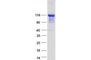 Western Blotting (WB) image for TNF Receptor-Associated Factor 3 Interacting Protein 1 (TRAF3IP1) (Transcript Variant 1) protein (Myc-DYKDDDDK Tag) (ABIN2726023)