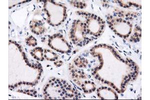 Image no. 1 for anti-Heme Oxygenase (Decycling) 2 (HMOX2) antibody (ABIN1498691) (HMOX2 antibody)