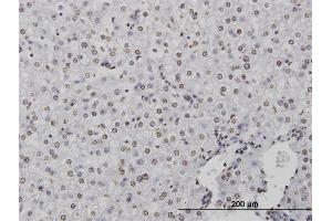 Immunoperoxidase of monoclonal antibody to CSTB on formalin-fixed paraffin-embedded human liver. (CSTB antibody  (AA 1-98))