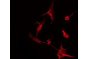 ABIN6276085 staining HuvEc by IF/ICC. (OR51I2 antibody  (Internal Region))