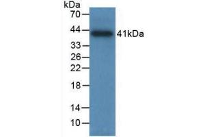Western blot analysis of recombinant Human TPS. (TPSAB1 antibody  (AA 161-262))