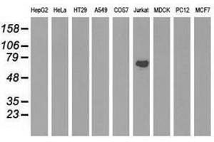 Image no. 3 for anti-rho GTPase Activating Protein 25 (ARHGAP25) antibody (ABIN1496707) (ARHGAP25 antibody)