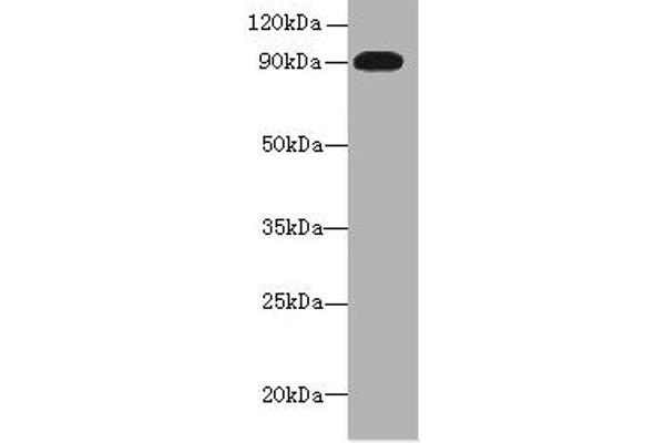 Neuregulin 2 antibody  (AA 112-405)