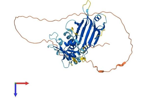 IRF9 Protein (AA 1-393) (His tag)