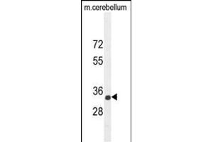 CADM1 Antibody (N-term) (ABIN654660 and ABIN2844356) western blot analysis in mouse cerebellum tissue lysates (35 μg/lane). (CADM1 antibody  (N-Term))