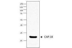Western Blotting (WB) image for anti-Cathelicidin Antimicrobial Peptide (CAMP) (AA 115-121) antibody (ABIN2666321) (Cathelicidin antibody  (AA 115-121))