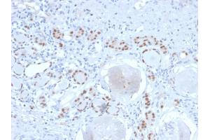 Formalin-fixed, paraffin-embedded human Kidney stained with PAX8 Recombinant Rabbit Monoclonal Antibody (PAX8/2774R). (Recombinant PAX8 antibody  (AA 60-261))