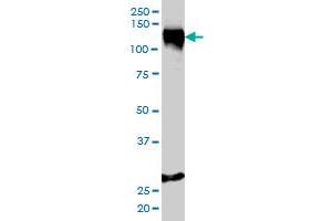 Stromal Antigen 1 antibody  (AA 1112-1221)