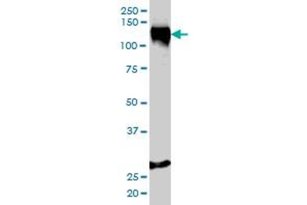 Stromal Antigen 1 antibody  (AA 1112-1221)