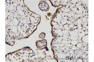 Image no. 1 for anti-Hook Homolog 3 (HOOK3) (AA 622-719) antibody (ABIN599601) (HOOK3 antibody  (AA 622-719))