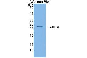 IL-6 antibody  (AA 21-211)