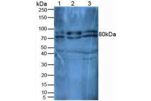 Western blot analysis of (1) Mouse Thymus Tissue, (2) Mouse Liver Tissue and (3) Mouse Kidney Tissue.