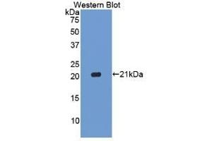 Detection of Recombinant CASP1, Porcine using Polyclonal Antibody to Caspase 1 (CASP1) (Caspase 1 antibody  (AA 120-297))