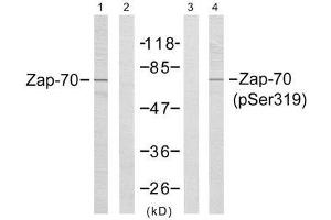 Western blot analysis of extracts from Jurkat cells,using Zap-70 (Ab-319) antibody (E021173, Line1 and 2) and Zap-70 (phospho-Tyr319) antibody (E011159, Line 3 and 4). (ZAP70 antibody)
