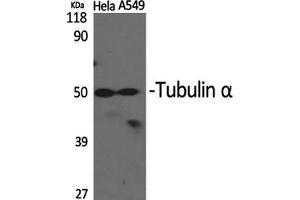 Western Blotting (WB) image for anti-alpha Tubulin (TUBA1) antibody (ABIN5962718) (alpha Tubulin antibody)