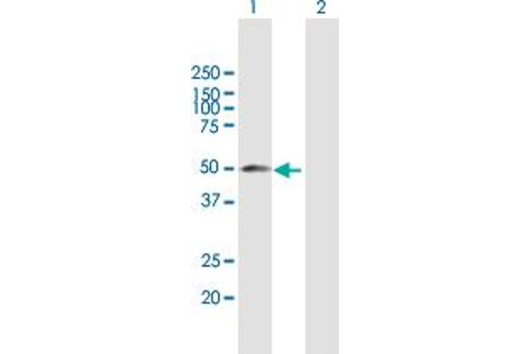 YBX2 antibody  (AA 1-364)