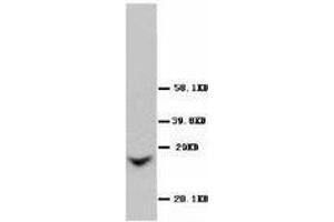 Image no. 1 for anti-Gap Junction Protein, beta 1, 32kDa (GJB1) (AA 215-231) antibody (ABIN1493944) (GJB1 antibody  (AA 215-231))