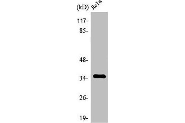 OR8J3 antibody  (C-Term)