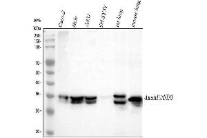 Western blot analysis of Annexin A3 using anti-Annexin A3 antibody (ABIN3043501). (Annexin A3 antibody  (Middle Region))