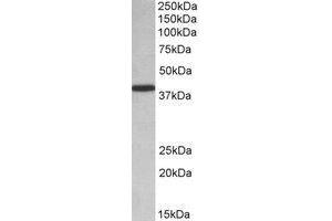 AP22435PU-N PCBP1 antibody staining of HeLa lysate at 0. (PCBP1 antibody  (Internal Region))