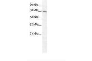 Image no. 1 for anti-Cholinergic Receptor, Nicotinic, alpha 7 (Neuronal) (CHRNA7) (AA 398-447) antibody (ABIN202673)