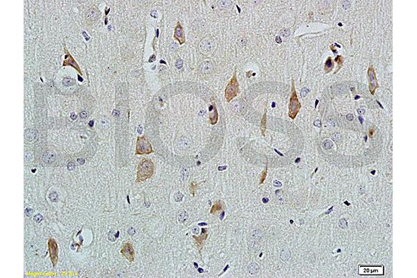 NGFB antibody  (AA 151-220)