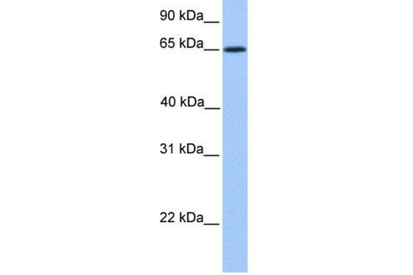 ZNF837 antibody  (N-Term)